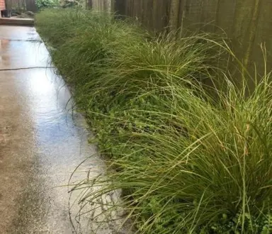 Carex dipsacea plants bordering a path.