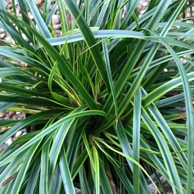 carex-everlime-1