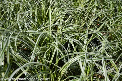 carex-feather-falls--1