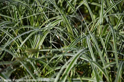 carex-feather-falls--2