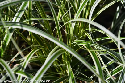 carex-feather-falls--3