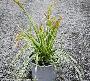 Carex 'Feather Falls' plant for sale at The Plant Company nursery.