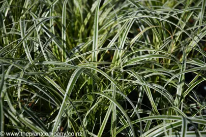 carex-feather-falls-