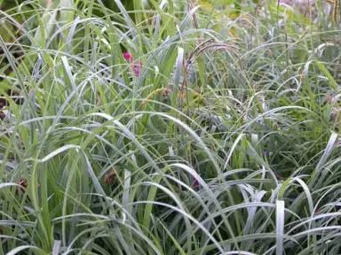 carex-flacca-