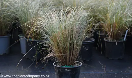 Carex flagellifera Green plants for sale at The Plant Company nursery.