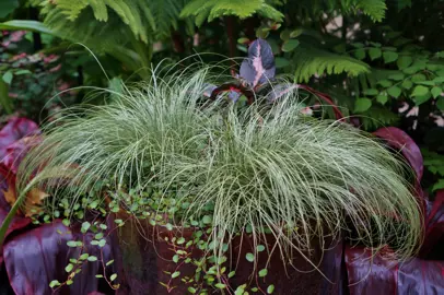 Carex 'Frosted Curls' plants with elegant green foliage growing in a pot with other plants.