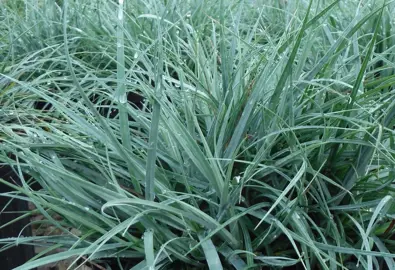 carex-glauca-