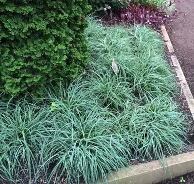 carex-glauca-1