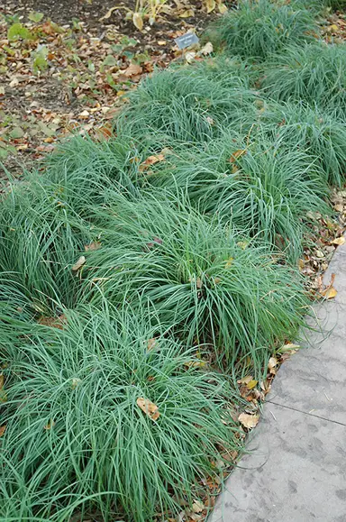 carex-glauca-3