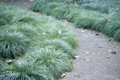 carex-glauca-4