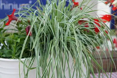 carex-everest-1