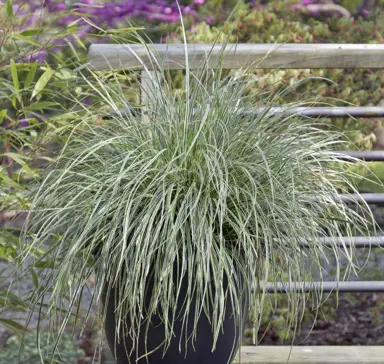 carex-everest-2