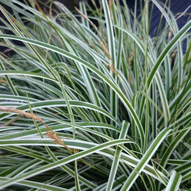 carex-everest-3