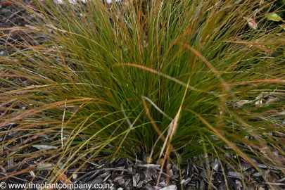 Carex testacea growing in a garden.