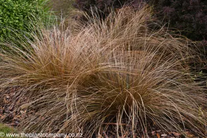 Casading brown and red foliage on Carex testacea.