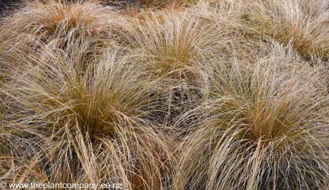 Large Carex testacea in a garden with cascading orange and brown leaves.