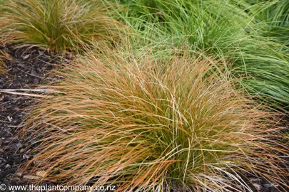 Carex testacea in a garden with cascading orange and brown foliage.