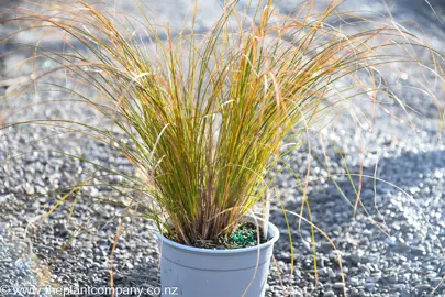 A Carex testacea plant in a 2.5L pot for sale at The Plant Company nursery.