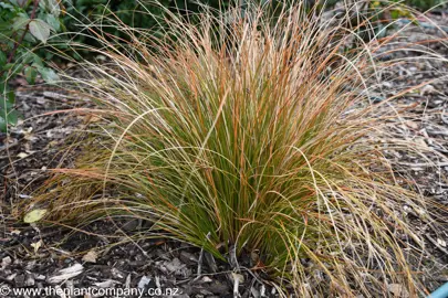 Orange foliage on Carex testacea.