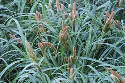 carex-trifida-