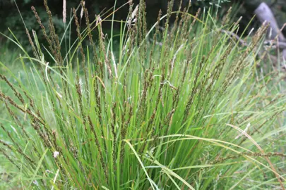 Carex virgata grass plants with lush, green foliage and brown seedheads.