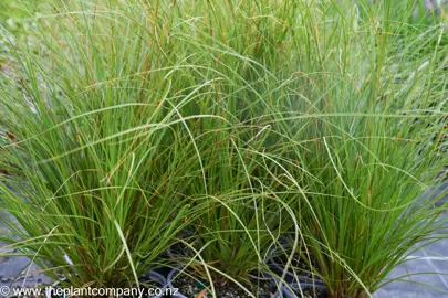 carex-virgata-