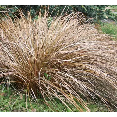 carex-bronze-delight-1