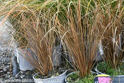 carex-bronze-delight-2