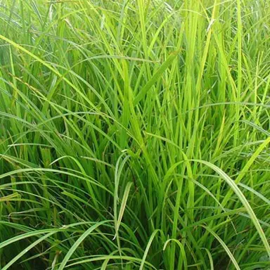 carex-geminata-