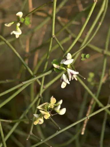 A Carmichaelia kirkii plant with small flowers.