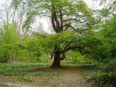 carpinus-betulus-