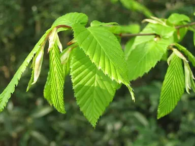 carpinus-betulus-2