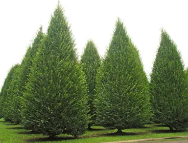 carpinus-betulus-fastigiata-3