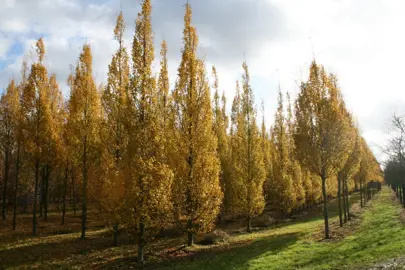 carpinus-betulus-fastigiata-4