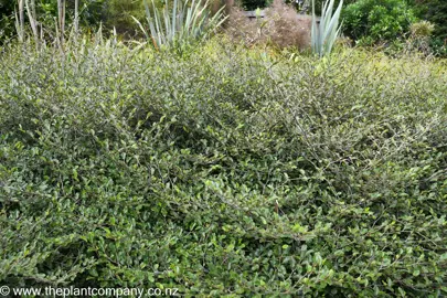 Carpodetus serratus prostrata plant with horizontal stems and dark foliage.