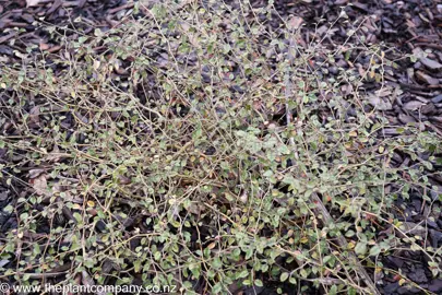 A Carpodetus serratus prostrata ground cover plant with horizontal stems.
