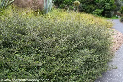 Carpodetus serratus prostrata plant with horizontal stems and marbled leaves.