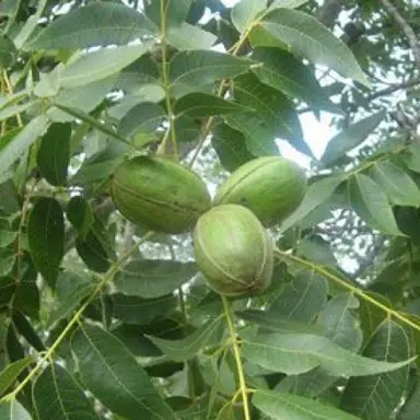 Carya 'Colby' (Pecan nut) nuts and green foliage.