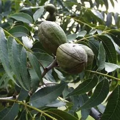 Carya 'Hirschi' dark green foliage and nuts.