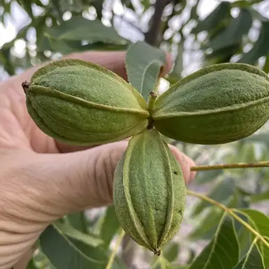 Carya 'Lucas' green nuts and green foliage.