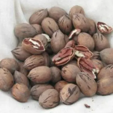 Carya 'Peruque' brown nuts.