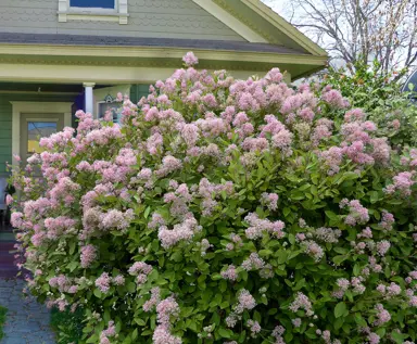 ceanothus-marie-simon-1