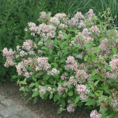 ceanothus-marie-simon-2