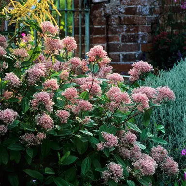 ceanothus-marie-simon-3
