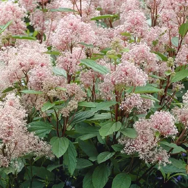 ceanothus-marie-simon-4