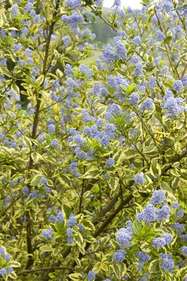 ceanothus-diamond-heights-5