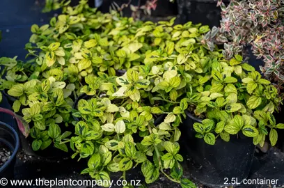 ceanothus-diamond-heights-6