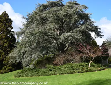 Cedrus atlantica 'Glauca' (Blue Atlas Cedar) large specimen tree in a park.