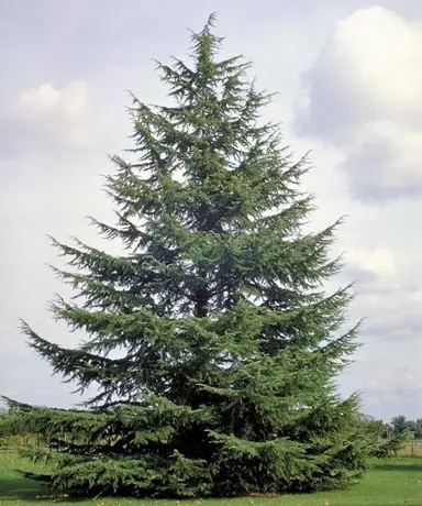 cedrus-atlantica-1