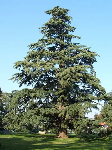 cedrus-deodara-